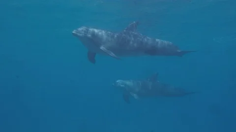 Two dolphins underwater. Close up Stock Footage 128606511