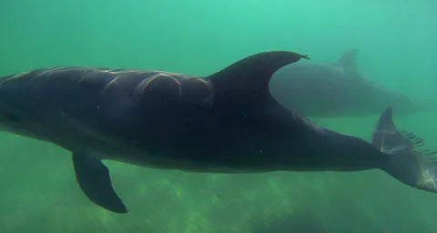 Two Dolphins Underwater Vidéo 45675611