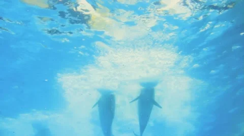 Two Dolphins Underwater Video stock 51767584