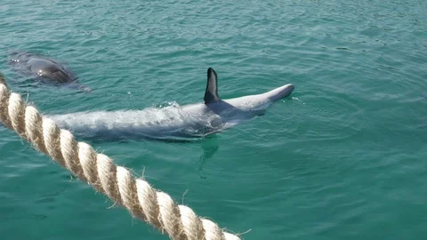 Two dolphins in water. 스톡 동영상 90222469