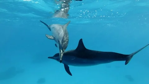 Two dolphinsgreet each other by blowing bubbles and touching their noses. Video stock 111149235