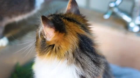 Two domestic cats. Stock Footage 170477143