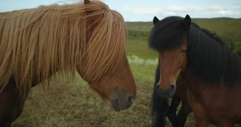 Two domestic horses looking into camera. Herd walking around on grass fields 库存影片 131366410
