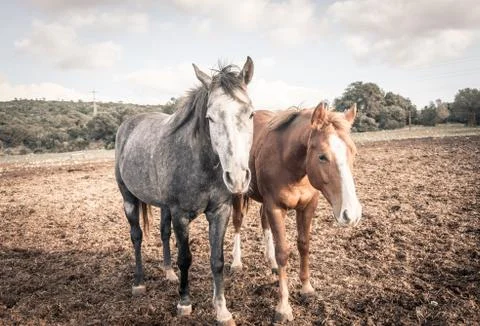 Two domestic horses in the meadow Stock Photos