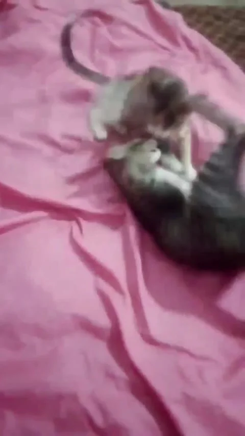Two domestic kittens are captured in an active, playful scuffle Stock Footage 344786622
