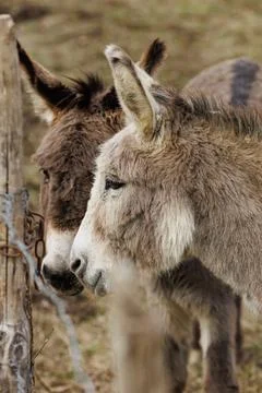 Two donkey friends Photos