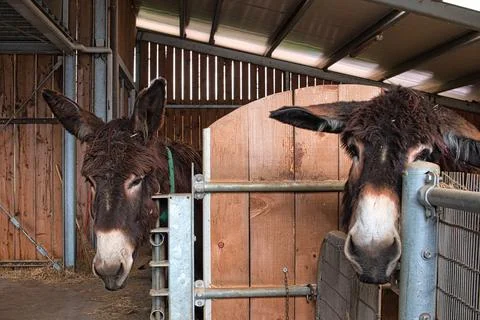 TWO DONKEY Stock Photos