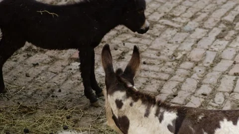 Two donkeys and a white sheep stand close together on a farm style enclosure in Stock Footage 325789514