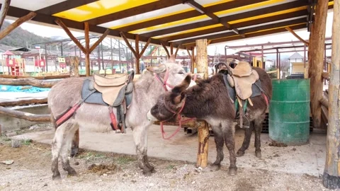 Two donkeys clean each other to keep insects away. Stock Footage 170662303