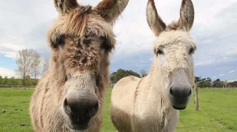 Two donkeys close view Stock Footage 881139
