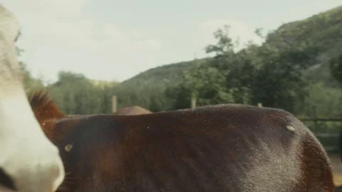 Two donkeys with distinct fur patterns interact in a rural setting, showcasing Stock Footage 332724388