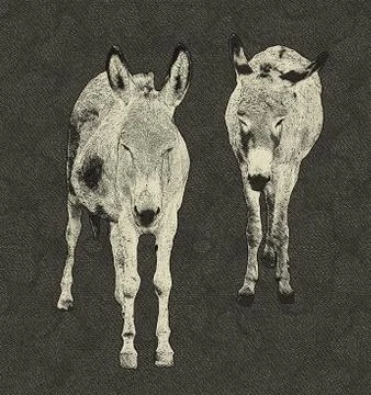 Two donkeys drawing Stock Illustration