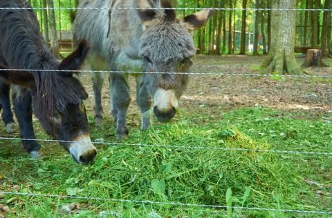 Two donkeys eat grass in a paddock with an electric fence Stock Photos