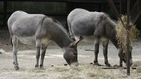 Two donkeys eats a hay Stock Footage 224344430