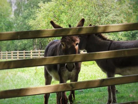 Two donkeys in enclosure Stock Photos