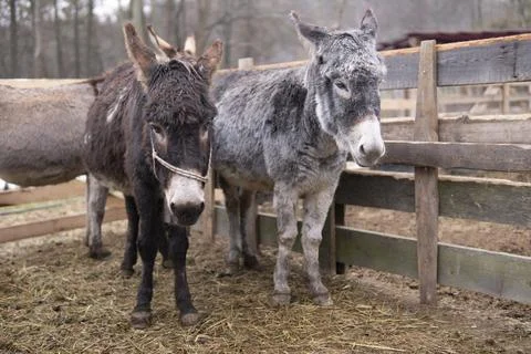Two Donkeys At Farm Foto stock