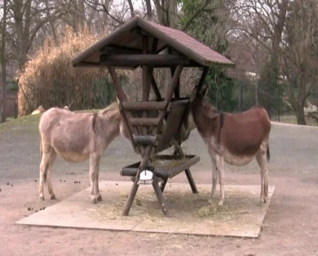 Two donkeys Vídeo Stock 345614