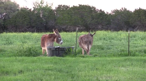 Two Donkeys getting water in a field Stock Footage 48984051