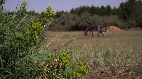 Two donkeys graze on pasture 動画素材 109603691