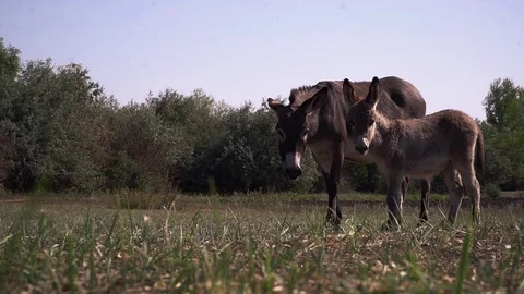 Two donkeys graze on pasture Stockbeeldmateriaal 109603695