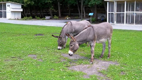 Two Donkeys Grazing in Meadow Stock Footage 293232524