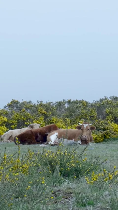 Two donkeys grazing peacefully in blooming spring meadow Stock Footage 334444412