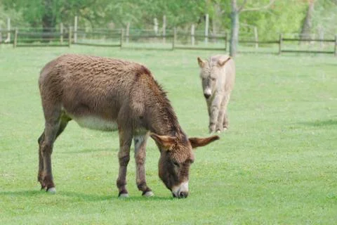 Two donkeys grazing Stock Photos