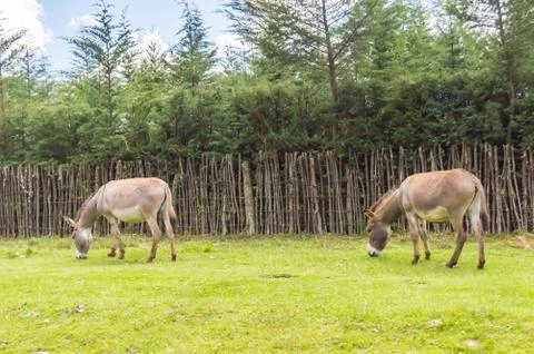 Two donkeys grazing Stock Photos