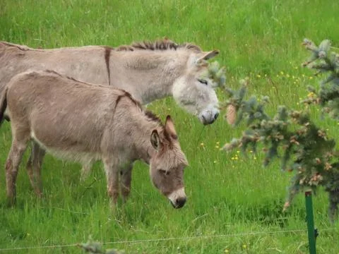 Two donkeys grazing Stock Photos
