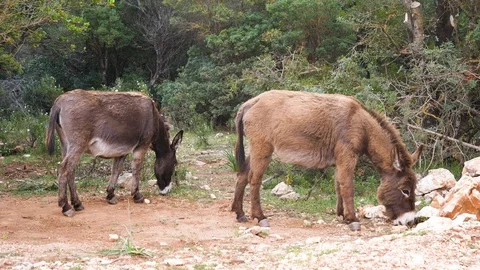 Two donkeys grazing at sparse grass at the countryside Video stock 112116850