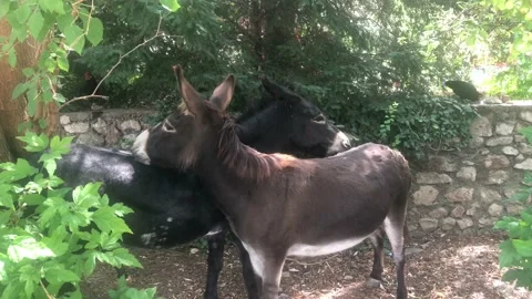 Two donkeys in a green thicket. Stock Footage 117803314