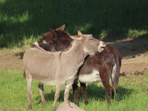 Two donkeys grooming 스톡 사진