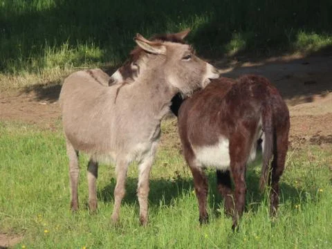 Two donkeys grooming Stock Photos