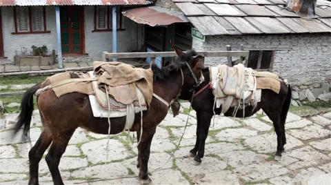 Two donkeys have a rest after caring people and load Stock Footage 67647352
