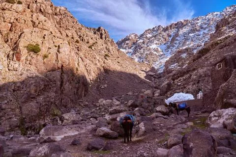 Two donkeys having a rest in High Atlas high altitude mountains on a sunny da Stock Photos