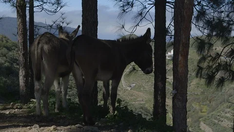 Two donkeys interact on hilltop in front of a valley Stock Footage 86465101