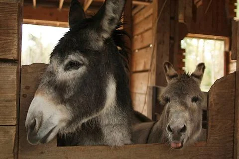 Two Donkeys Looking over their Stable Door at a Rescue Farm Stock Photos