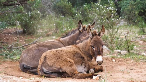 Two donkeys lying and rolling in dirt in countryside Stock Footage 112117359
