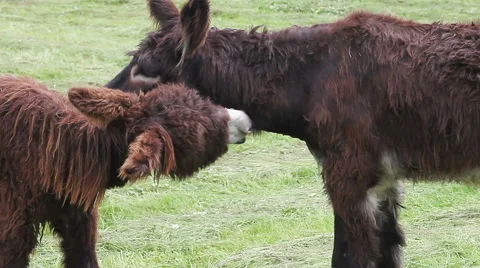 Two donkeys maintaining their fur. Vídeos de archivo 60813319