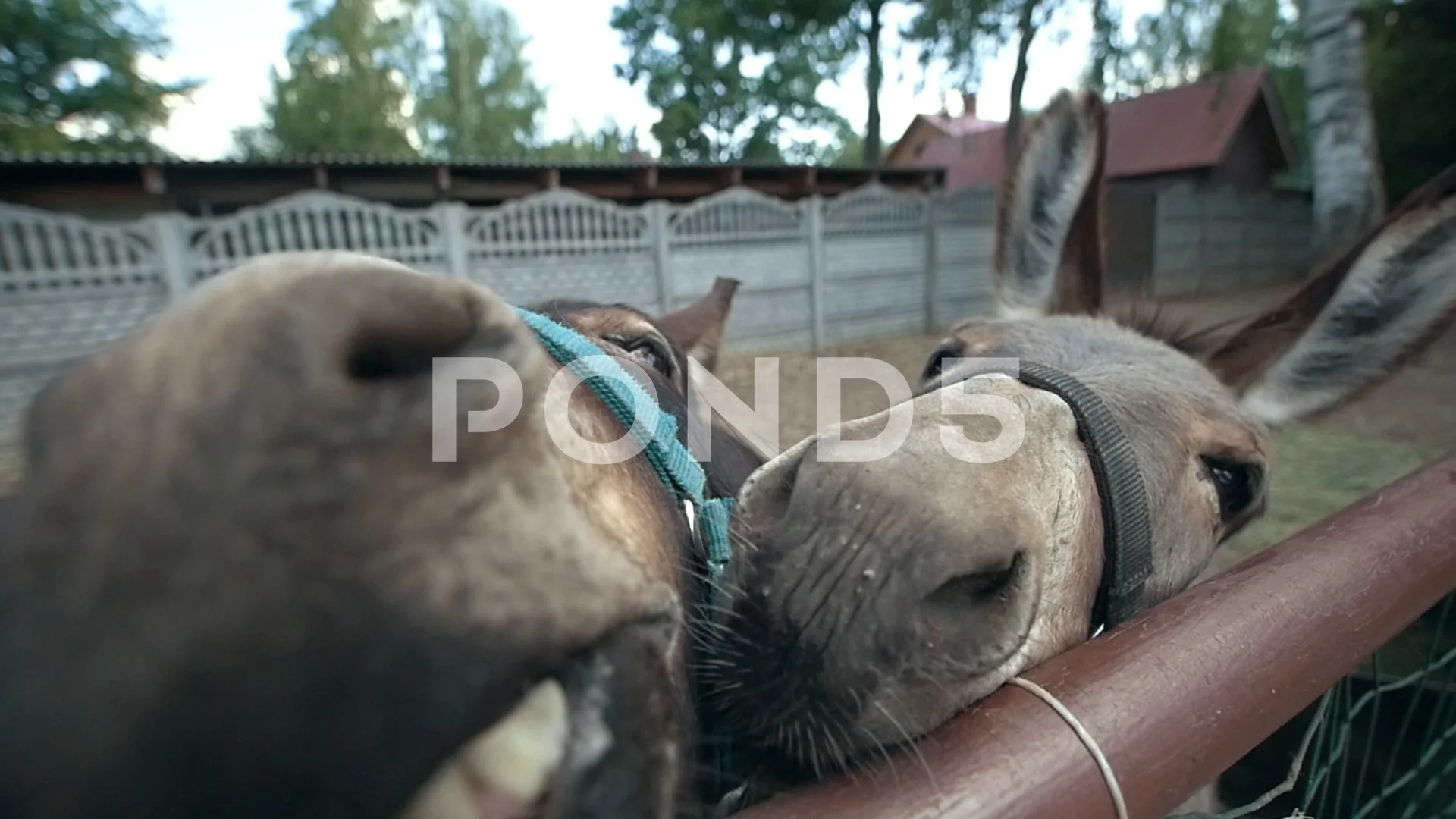 Two Donkeys Make Funny Faces And Looking Stock Video Pond5