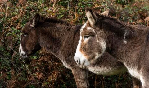 Two Donkeys New Forest Stock Photos