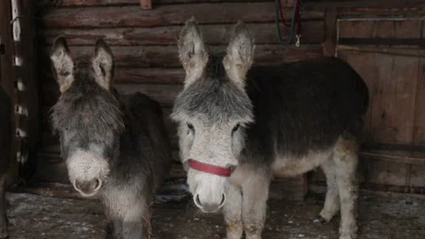 Two Donkeys In A Paddock Stock Footage 130305979