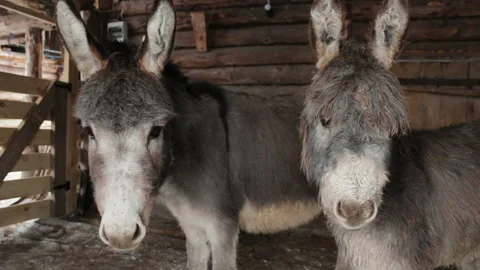 Two Donkeys In A Paddock looking at camera Stock Footage 127021344
