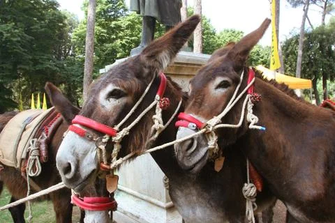 Two donkeys at the park Stock Photos