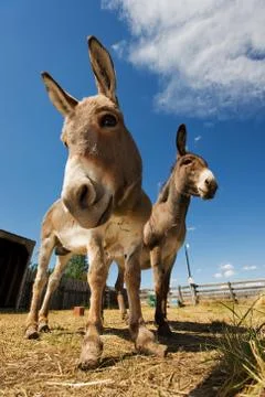 Two donkeys Stock Photos