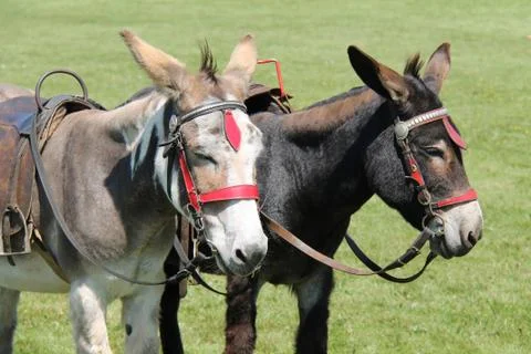 Two Donkeys. Stock Photos