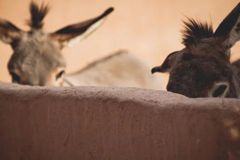 Two donkeys Stock Photos