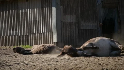 Two donkeys rest peacefully on dry ground beside a rustic farm shelter Stock Footage 344906559