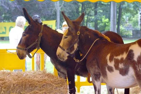 Two donkeys in the stable Foto stock