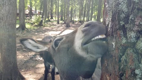 Two Donkeys Stand  In A Forest Stock Footage 158056582
